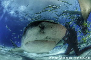 Tiger Sharks like Emma really know how to pose and attrac... by Steven Anderson 